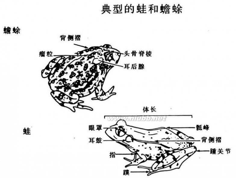 风水蟾蜍怎么摆放_蟾蜍衣的功效与作用_蟾蜍在家居风水中的作用