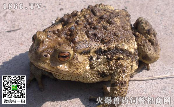 蟾蜍在家居风水中的作用_家居摆放风水_蟾蜍衣的功效与作用