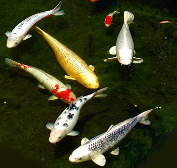 家居植物风水_风水八卦与家居五行的风水关系_家居风水 有鸟有鱼