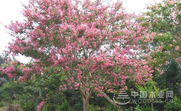 海棠树对家居风水如何_家居摆放风水_家居植物风水