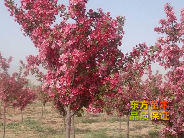 海棠树对家居风水如何_家居植物风水_家居摆放风水