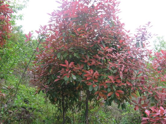 石楠树家居风水_石楠树下的荫凉_石楠树 味道