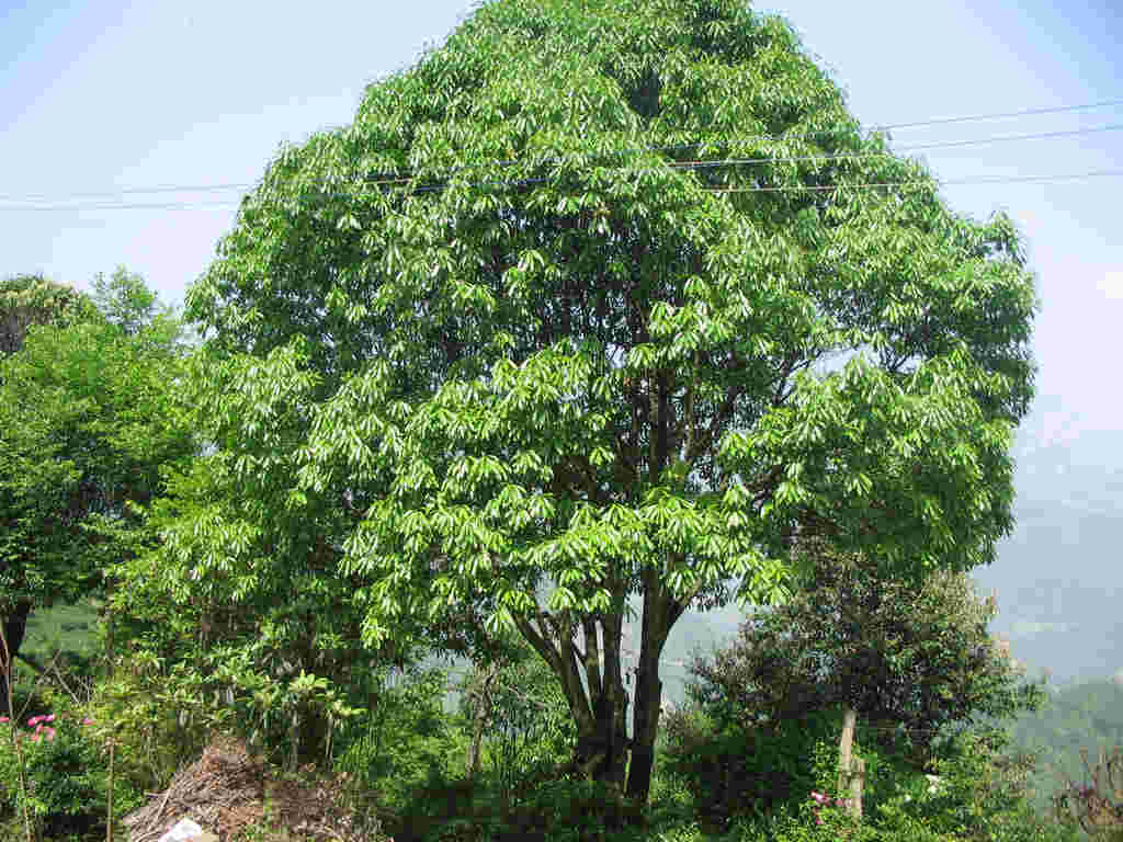 石楠树家居风水_石楠树下的荫凉_石楠树 味道