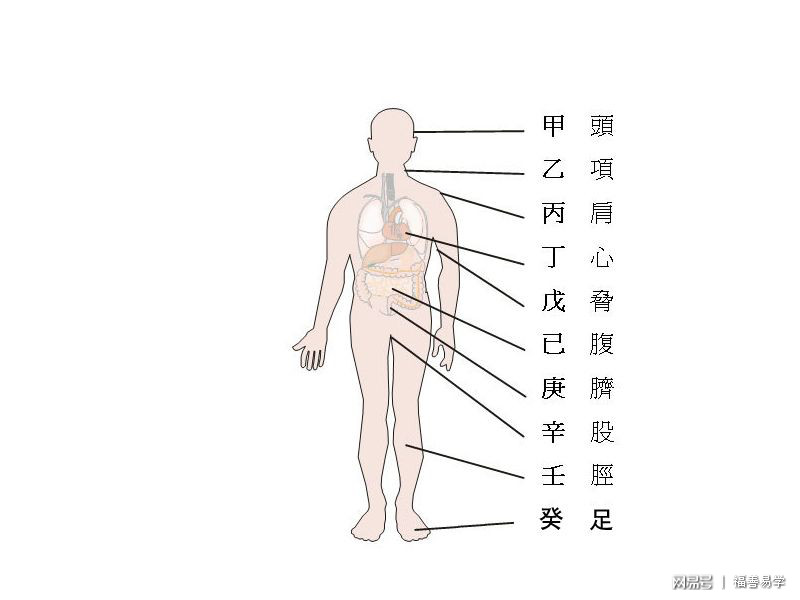 家居风水对应身体部位_拔罐部位对应疾病_身体那些部位易引起血压高