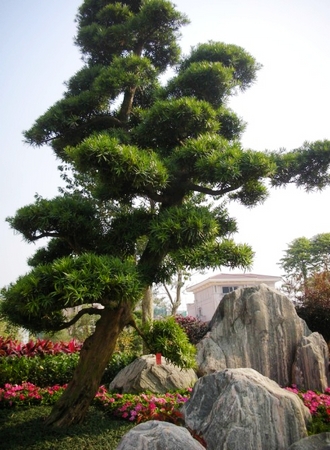 罗汉松家居风水_家居与风水_色彩·风水·家居