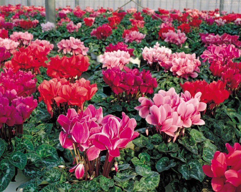 家居风水花卉仙客来_卧室植物花卉风水_家居花卉摆放风水