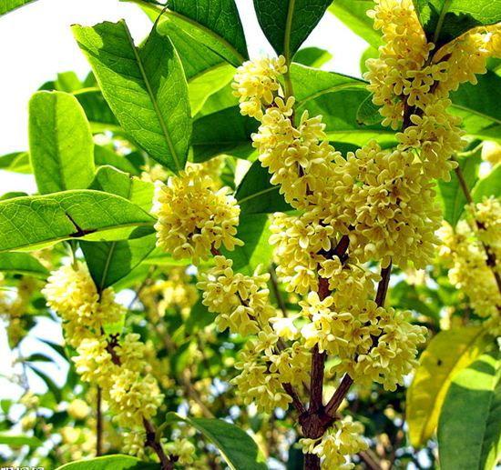 桂花嫁接到什么树上好_黄金桂花树家居风水_漫说家居好风水,灶炉摆放风水宜忌?不可不知!