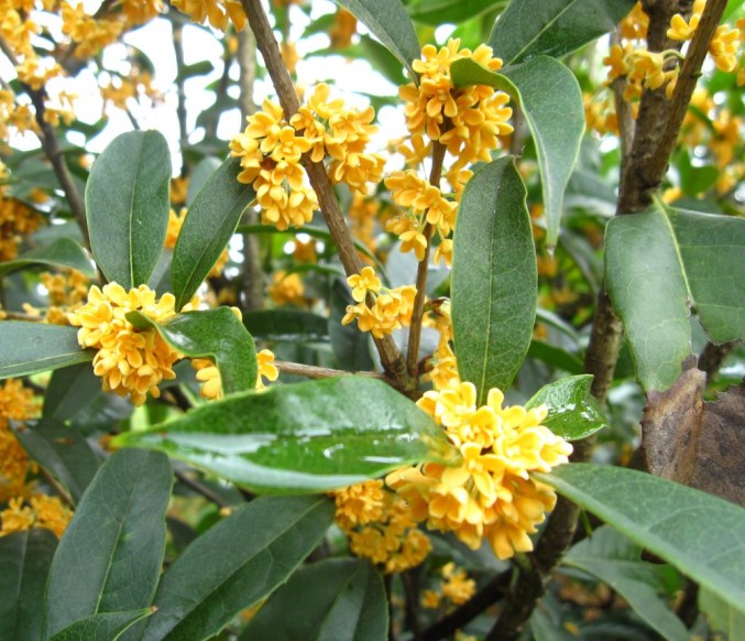 黄金桂花树家居风水_桂花嫁接到什么树上好_漫说家居好风水,灶炉摆放风水宜忌?不可不知!