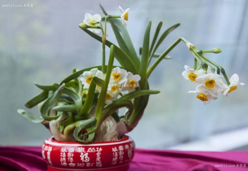 水仙花风水知识介绍