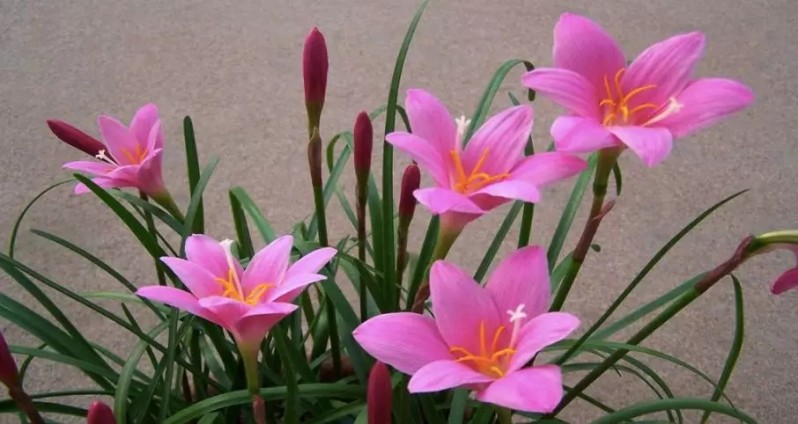 花卉与家居风水_家居摆放风水_室内花卉 风水