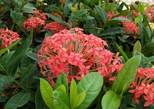 家居摆放风水_家居花卉_花卉与家居风水