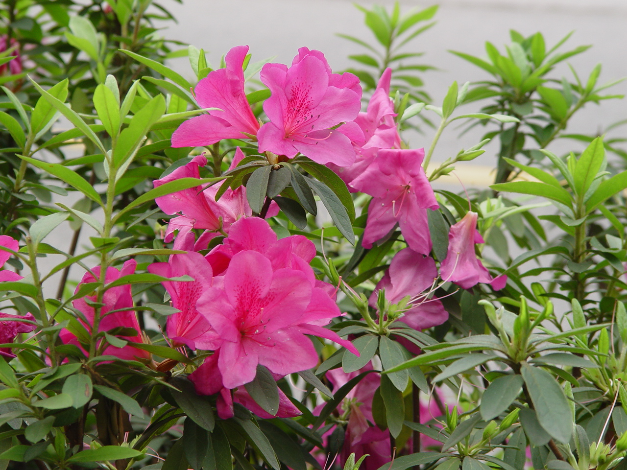 家居植物风水_杜鹃对家居风水好吗_家居好风水