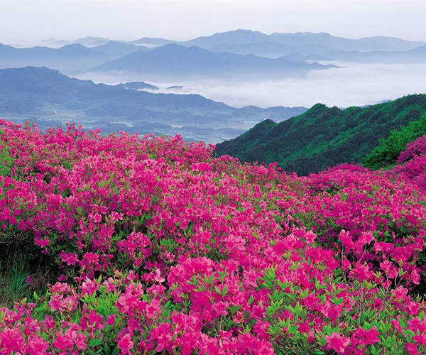 家居好风水_家居植物风水_杜鹃对家居风水好吗