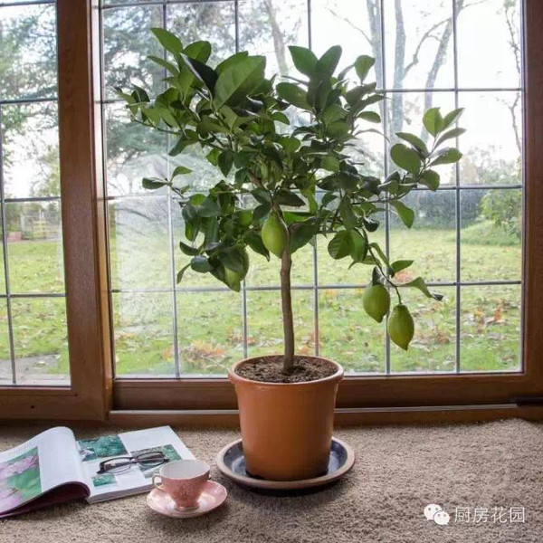 家居植物风水_无花果和风水禁忌吗_无花果树的家居风水