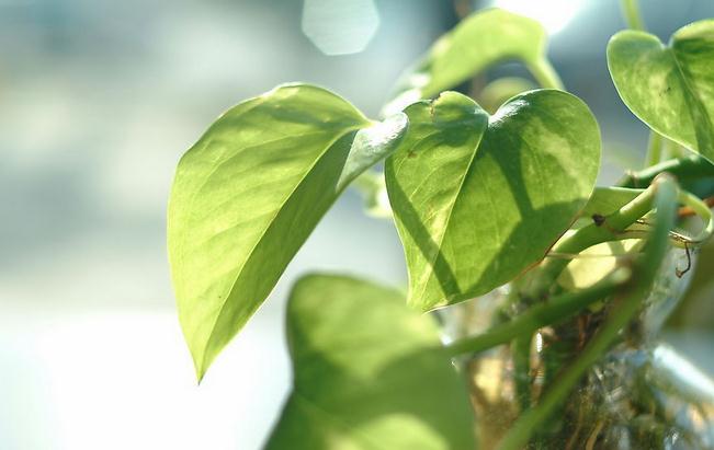 家居客厅风水禁忌_家居植物风水_绿萝家居风水