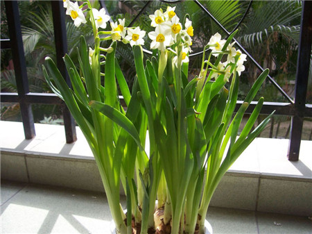 家居植物风水_家居风水水仙花_家居镜子风水