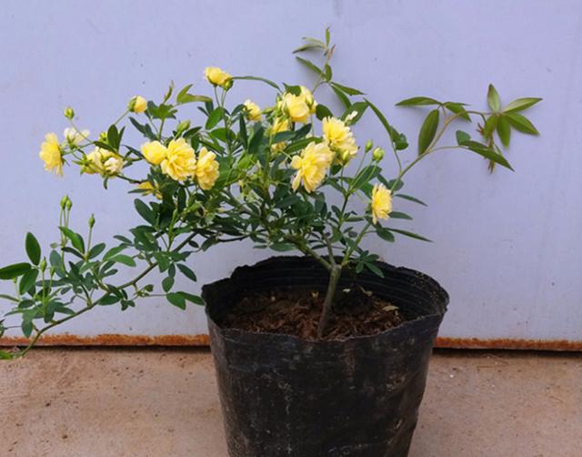 家居八宅风水_木香花对家居风水_家居摆放风水