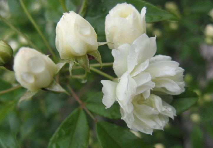 木香花对家居风水_家居八宅风水_家居摆放风水