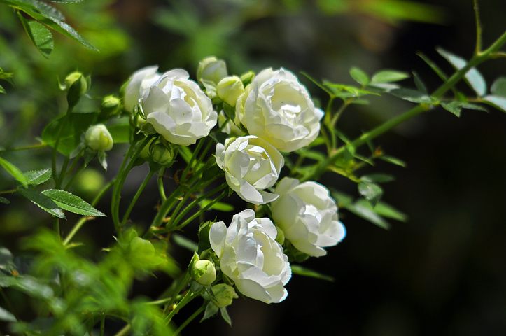 家居摆放风水_木香花对家居风水_家居八宅风水