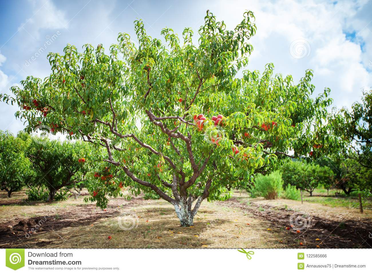 庭院果树园艺_适合庭院种植的果树_家居风水庭院果树栽培