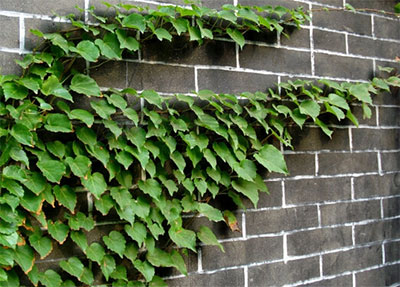 家居风水 藤蔓_家居植物风水_家居与风水