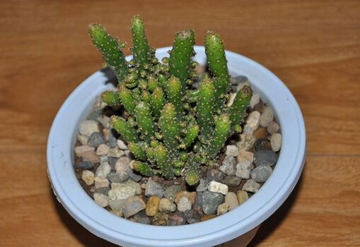 家居植物风水_家居灯饰的风水_珊瑚在家居风水作用