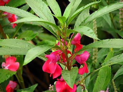 家居植物风水_家居八宅风水_凤仙花与家居风水