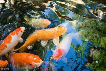 家居风水 鱼_家居客厅风水禁忌_家居色彩风水