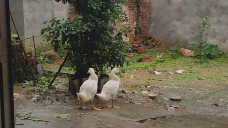 丑小鸭变成了白天鹅