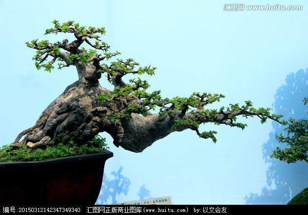 文竹盆栽风水作用_盆栽松树的家居风水_松树为什么影响风水