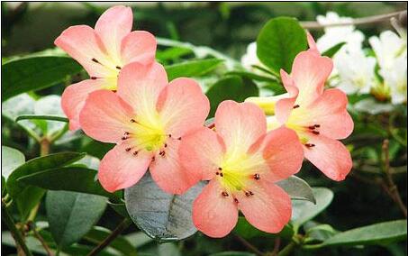 室内花卉 风水_家居风水好的花卉_家居与风水