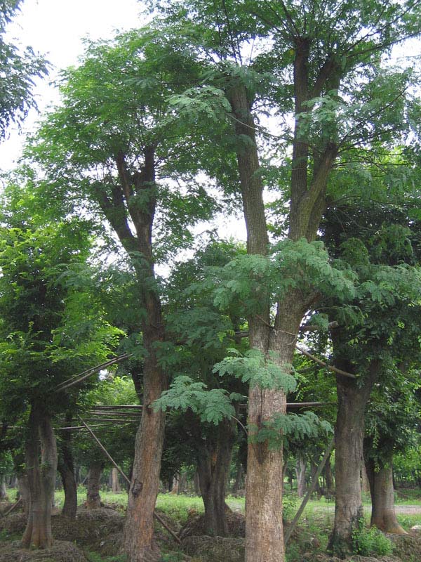 槐树家居风水_家居 风水 方位_家居八宅风水