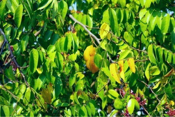 杨桃树开花_老家门前的杨桃树_杨桃树家居风水