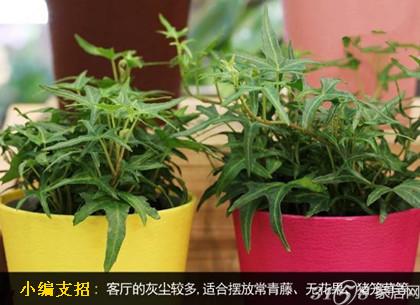 家居风水常春藤可以绕门吗_家居植物风水_家居灯饰风水