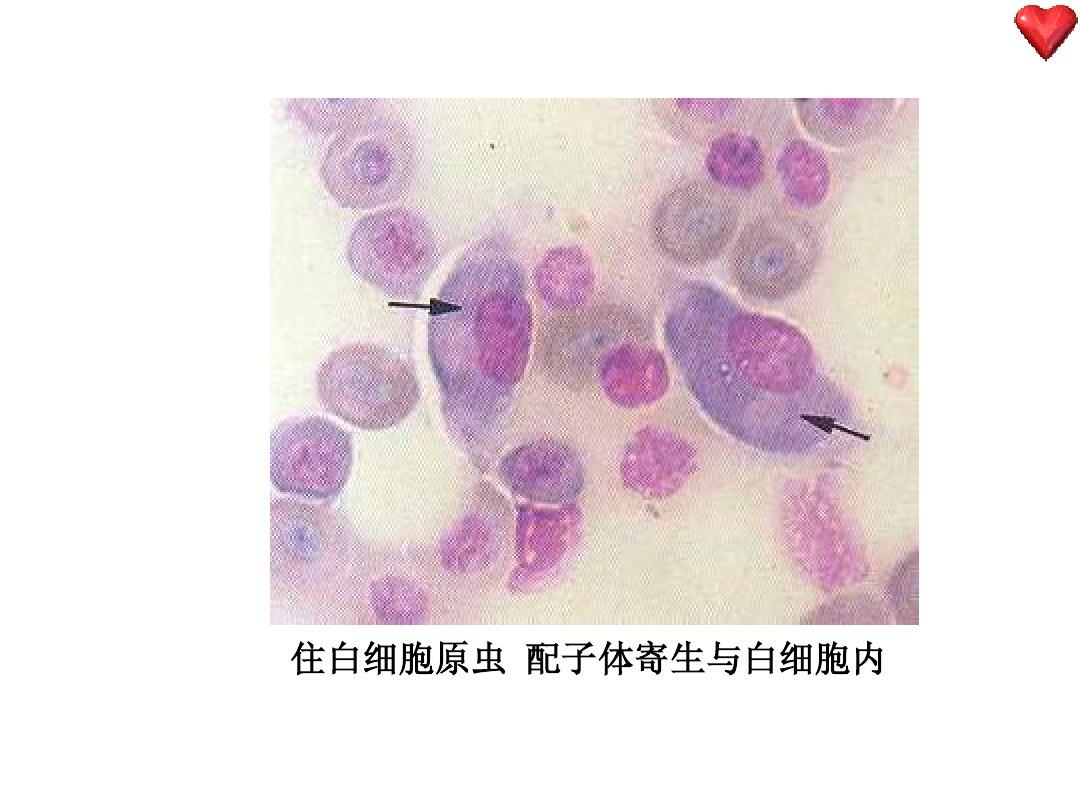 九游体育好后多久可以入住_刚九游体育完入住白细胞低_九游体育完后多久可以入住