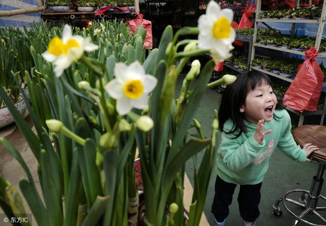 冬季家庭水培养殖水仙花，简单做到这几点，水仙花就会花开赓续