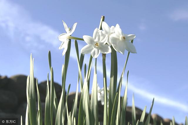 冬季家庭水培养殖水仙花，简单做到这几点，水仙花就会花开赓续