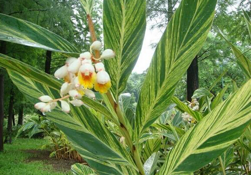 家居植物风水_家居风水与花草_家居色彩风水