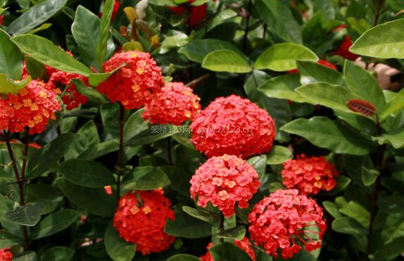 家居八宅风水_家居摆设风水_枝枝花家居风水