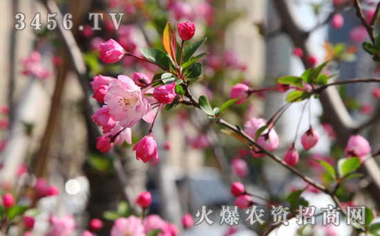 家居植物风水_家居与风水_海棠树对家居风水如何