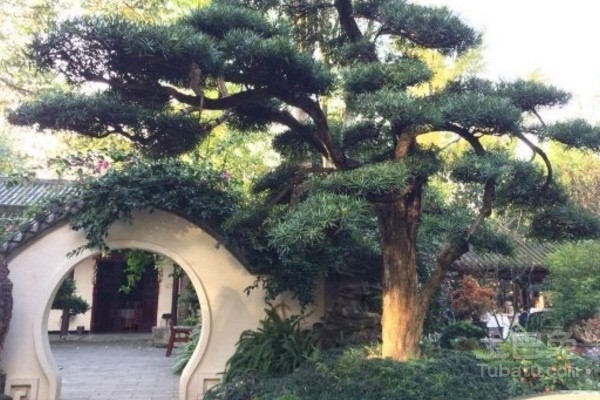 家居摆设风水_对家居风水最好的树木_庭院树木与风水