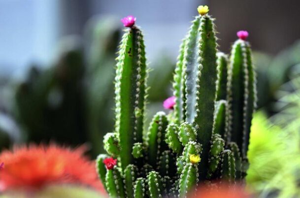 家居摆设风水_家居植物风水_家居风水仙人掌