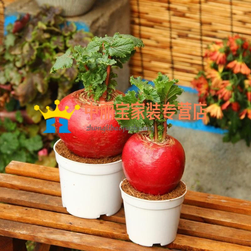 客厅盆栽风水_红萝卜 盆栽 家居风水_家居植物风水