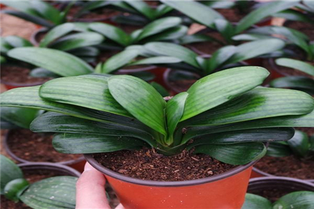 室内风水植物的排行榜