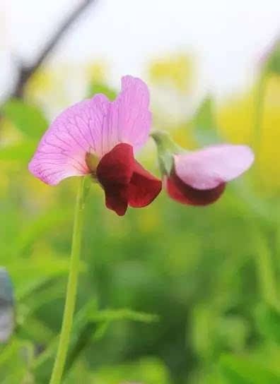 家居摆放风水_色彩·风水·家居_家居风水之花草