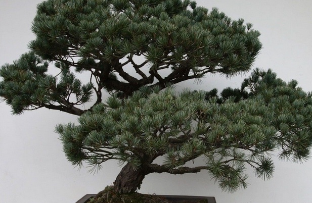 家居风水五针松_家居八宅风水_家居与风水