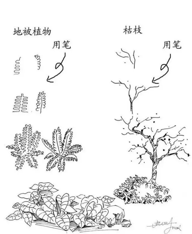 植物手绘_景观手绘参考_园林景观手绘_植物手绘线稿