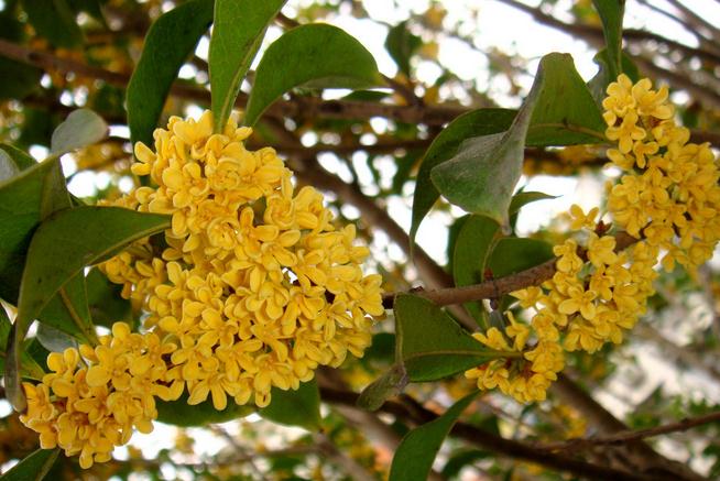 家居与风水_四季桂花风水_桂花与家居风水