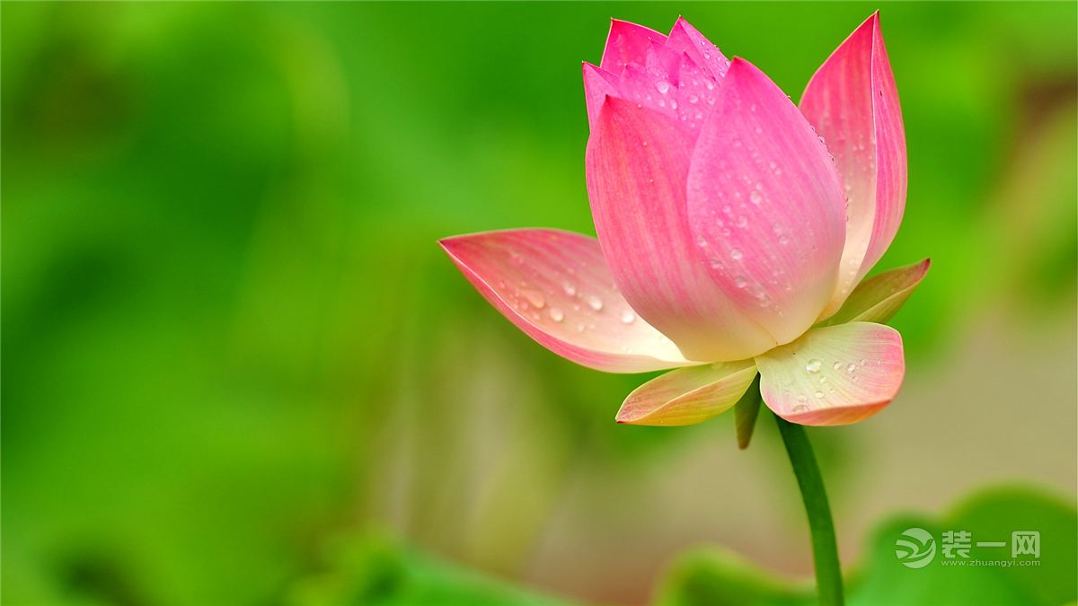 家居植物风水_家居摆设风水_莲花家居风水