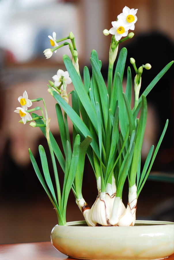 适合家居风水花卉_家居摆放风水_家居花卉摆放风水